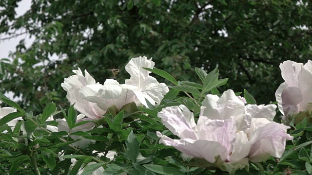 蜜蜂飞过一丛盛开着粉红色花朵的牡丹，绿叶模糊了背景。慢动作，全高清视频，240fps, 1080p。视频素材