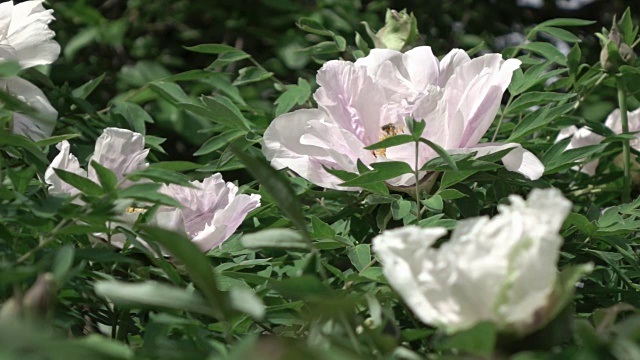 蜜蜂飞过一个开着粉红色花朵的牡丹花花丛，绿叶模糊了背景。慢动作，全高清视频，240fps, 1080p。视频素材