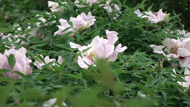 在阴天的夏天，盛开的粉红色大牡丹花丛。全景慢速视频从右到左。全高清视频，240fps, 1080p。视频素材