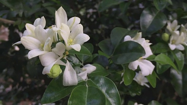 树上开着白橙色的茉莉花视频素材