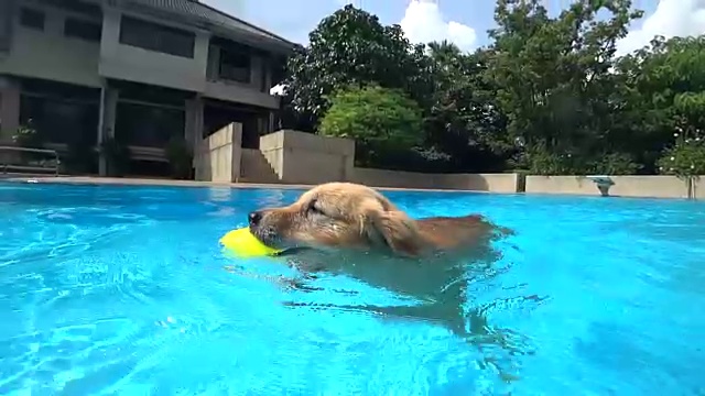 金毛猎犬幼犬在游泳池练习(水下视角)视频素材