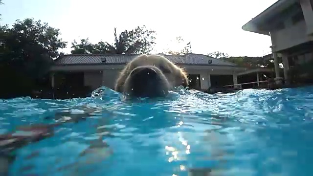 金毛猎犬幼犬在游泳池练习(水下视角)视频素材