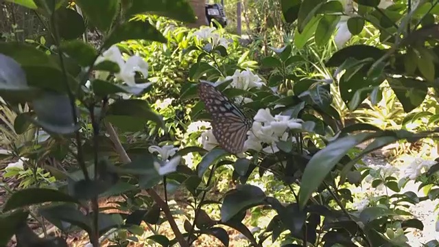 蝴蝶吃花粉，白橙色的茉莉花在树上视频素材