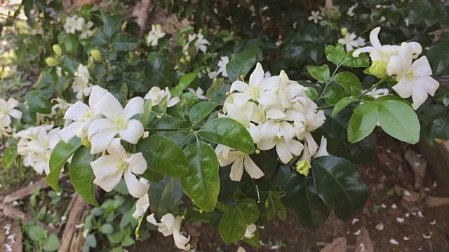 树上开着白橙色的茉莉花视频素材