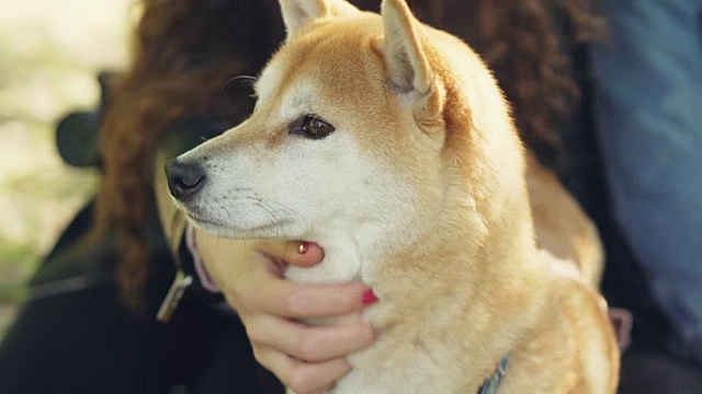 日本柴犬的主人们抚摸着他们的宠物，抚摸它的头和脖子，而快乐的宠物享受着爱和照顾。小狗和人的概念。视频素材