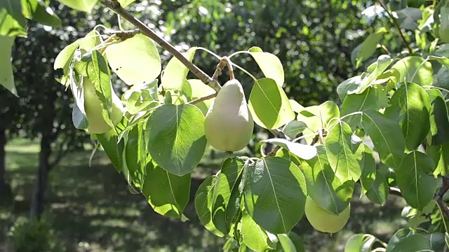 水果树。大梨子挂在树上视频素材