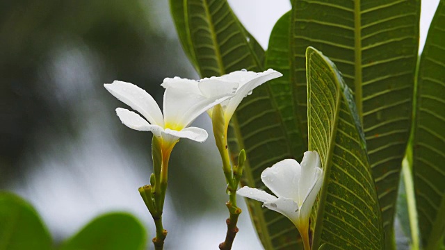 4K:花上的雨滴视频素材