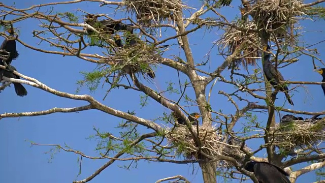 Phalacrocorax碳水化合物。大黑鸬鹚视频素材