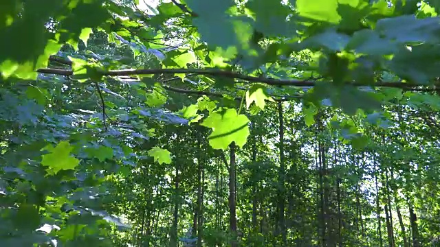 斑驳的阳光透过树林里的枫叶枝桠照耀着视频素材