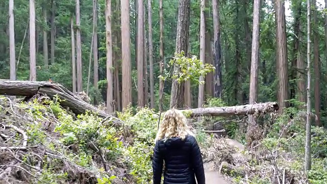 在红木森林徒步旅行的人视频素材