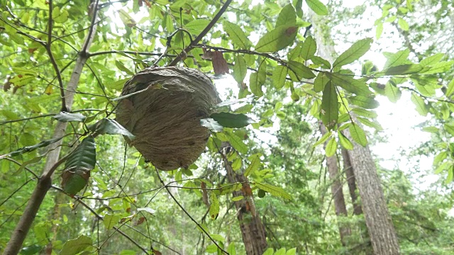 红杉林中的黄蜂巢视频素材