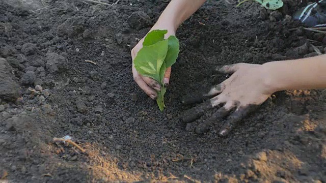 在一个蔬菜种植园里，女性手在地上种植卷心菜的绿色嫩芽。视频素材