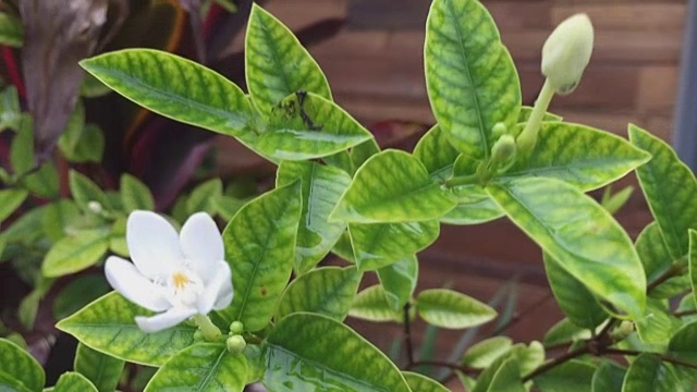 白栀子花在树上开花视频素材