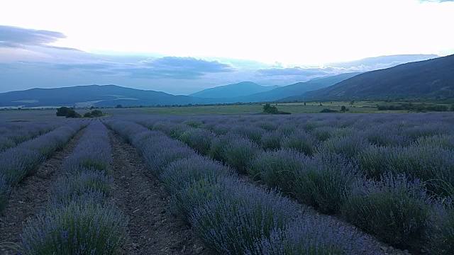 薰衣草田日落时光流逝视频素材