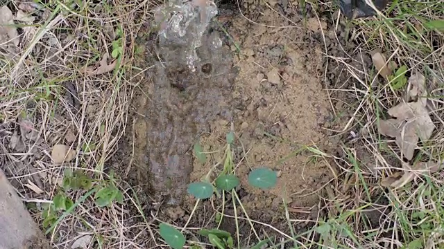 女性手园丁浇水种植花卉在花园院子近距离视频素材