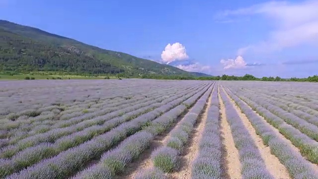 薰衣草田鸟瞰图视频素材