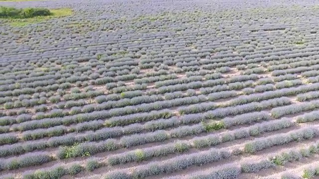 薰衣草田鸟瞰图视频素材