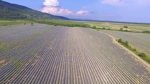 薰衣草田鸟瞰图视频素材