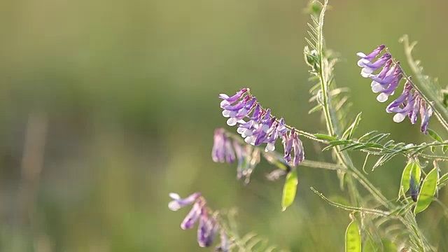 野豌豆花在地里长得很近。野豌豆花开花了。日落背光，移动拍摄，现场浅景深，50帧/秒。视频素材