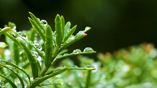 水珠落在树叶上的特写视频素材