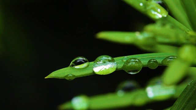 水珠落在树叶上的特写视频素材