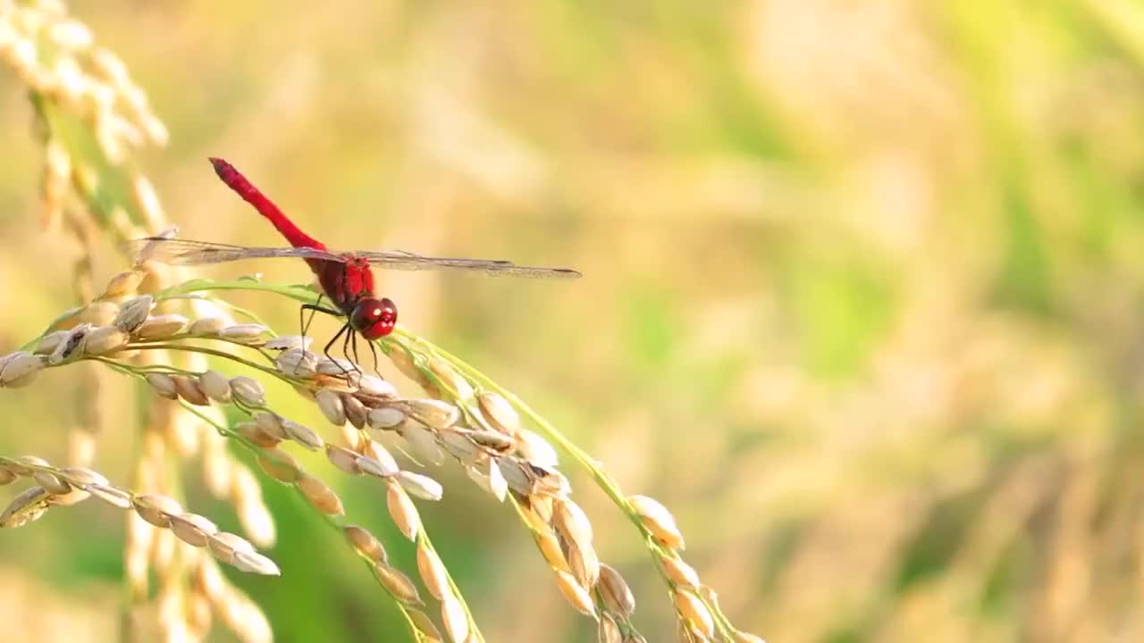 红蜻蜓，秋天，稻穗视频素材