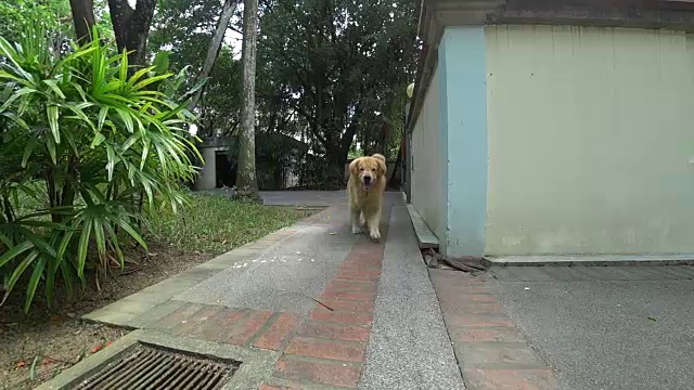 金毛猎犬(狗)快乐地在户外奔跑视频素材