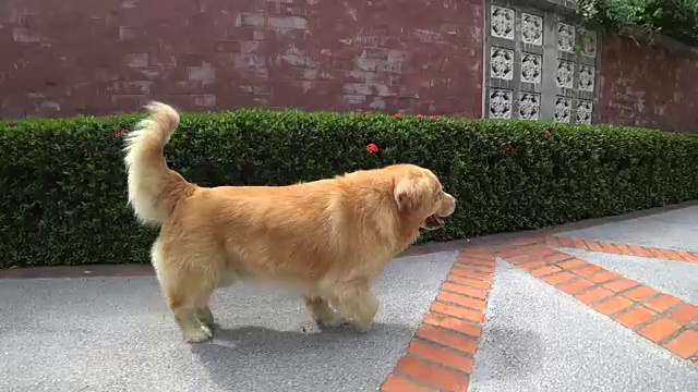 金毛猎犬(狗)快乐地在户外奔跑视频素材