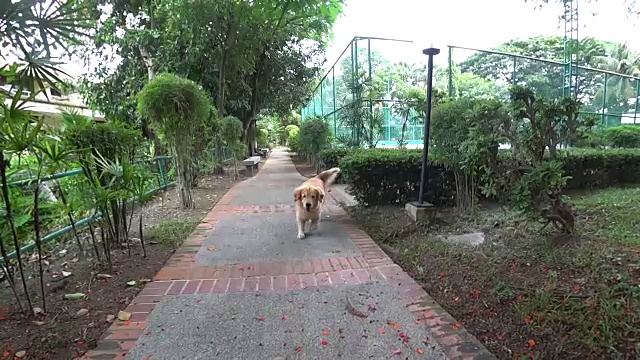 金毛猎犬(狗)快乐地在户外奔跑视频素材