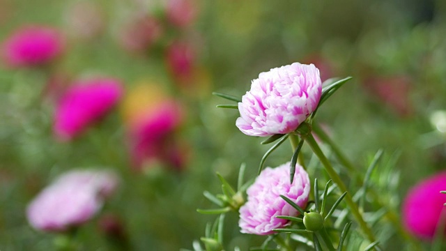 五颜六色的花，马齿苋视频素材