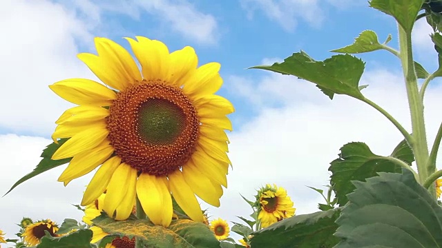 视频特写美丽的向日葵与向日葵田的背景，视频，镜头。视频素材