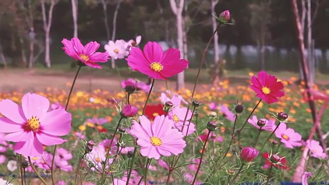 美丽的视频花背景。令人惊叹的明亮的黄色花在甜蜜的颜色背景与风天，阳光明媚的春天，景观。视频下载