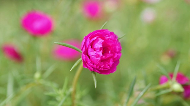 五颜六色的花，马齿苋视频素材