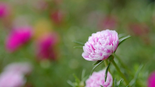 五颜六色的花，马齿苋视频素材