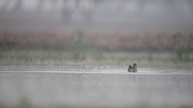 常见的湿地视频素材