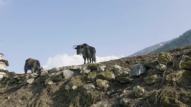 喜马拉雅牦牛在尼泊尔的群山中吃草。Manaslu电路长途跋涉。视频素材