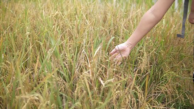 女人用手摸着稻田视频素材