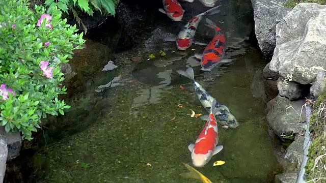 日本水花园里的锦鲤视频素材