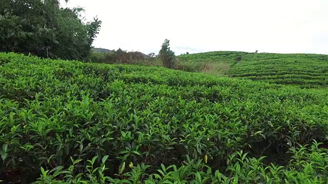 斯里兰卡的茶园视频素材