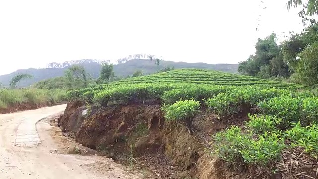 斯里兰卡的公路和茶园视频素材