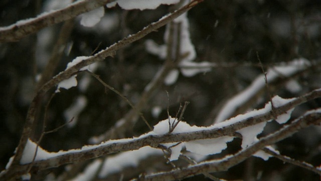 树枝上的雪近距离架聚焦高清视频素材