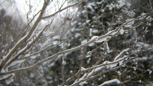 树枝上的雪中拍摄高清视频素材