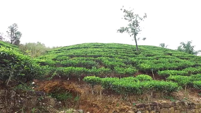 斯里兰卡的茶园视频素材