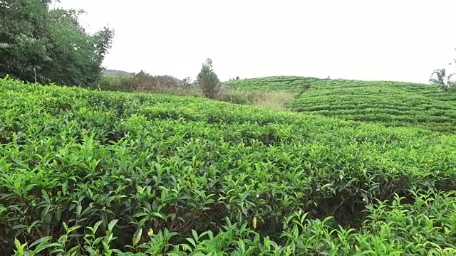 斯里兰卡的茶园视频素材