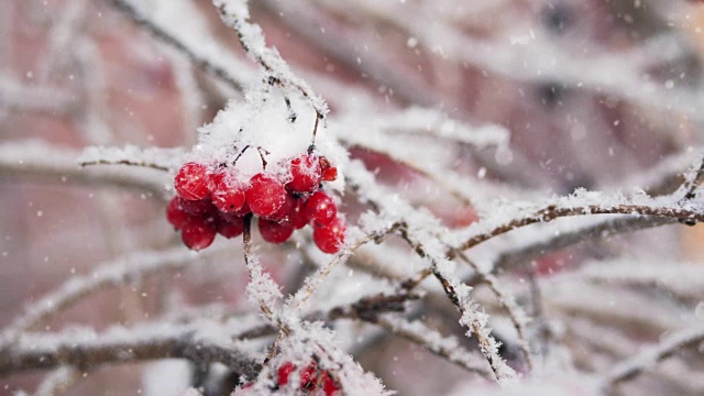 冬冻荚果在雪中视频素材