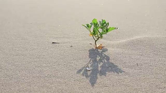 海滩植物视频下载