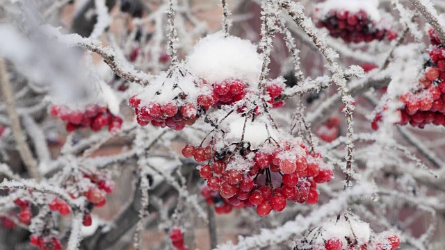 雪覆盖的一束荚蒾浆果视频素材