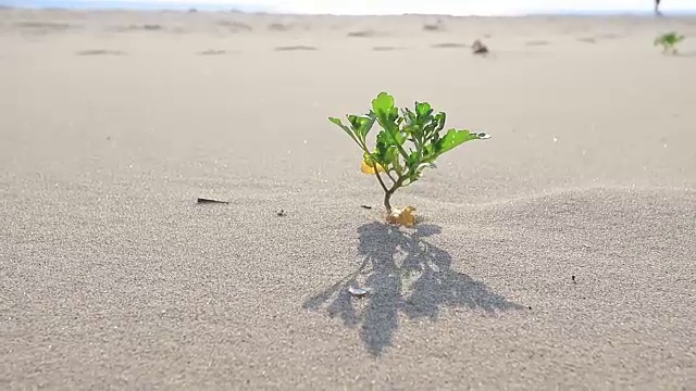 海滩植物视频素材