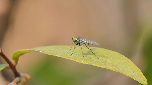 长腿苍蝇在叶子上视频素材