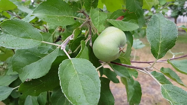 树枝上的绿苹果视频素材